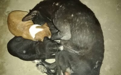 Poor Soul Tragedy: Consciousness for Roadside Animals
