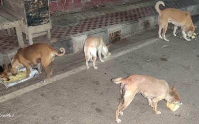 Feed Your Localities Stray Animals