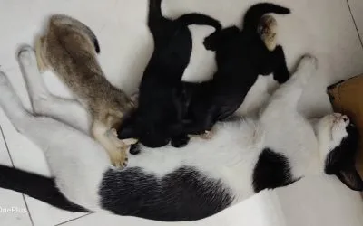 From Tiny Paws to Big Adventures: A Mother Cat’s Journey with Her Growing Kittens